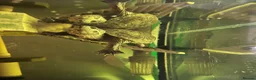 Turtle reptiles for sale: 2 musk turtles  in Newark - Advert 2