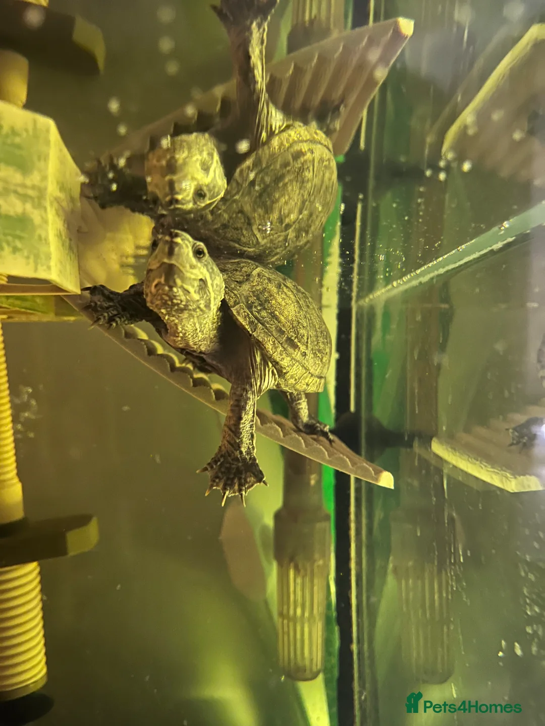 Turtle reptiles for sale: 2 musk turtles  in Newark - Advert 2