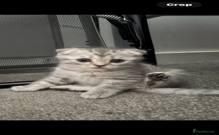 Scottish Fold cats - Advert 1