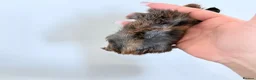Mixed Breed rodents for sale: Male baby guinea pigs available  - Advert 6