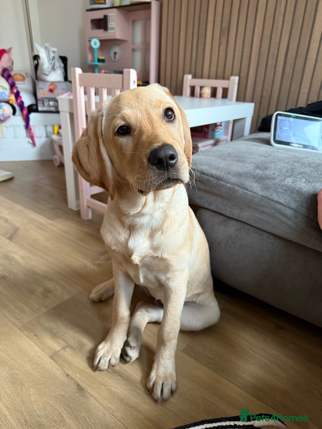 Labrador Retriever dogs for sale: Cream Labrador Retriever Puppy - Image 2