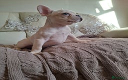 French Bulldog dogs for sale: French bulldog price is negotiable  - Advert 6