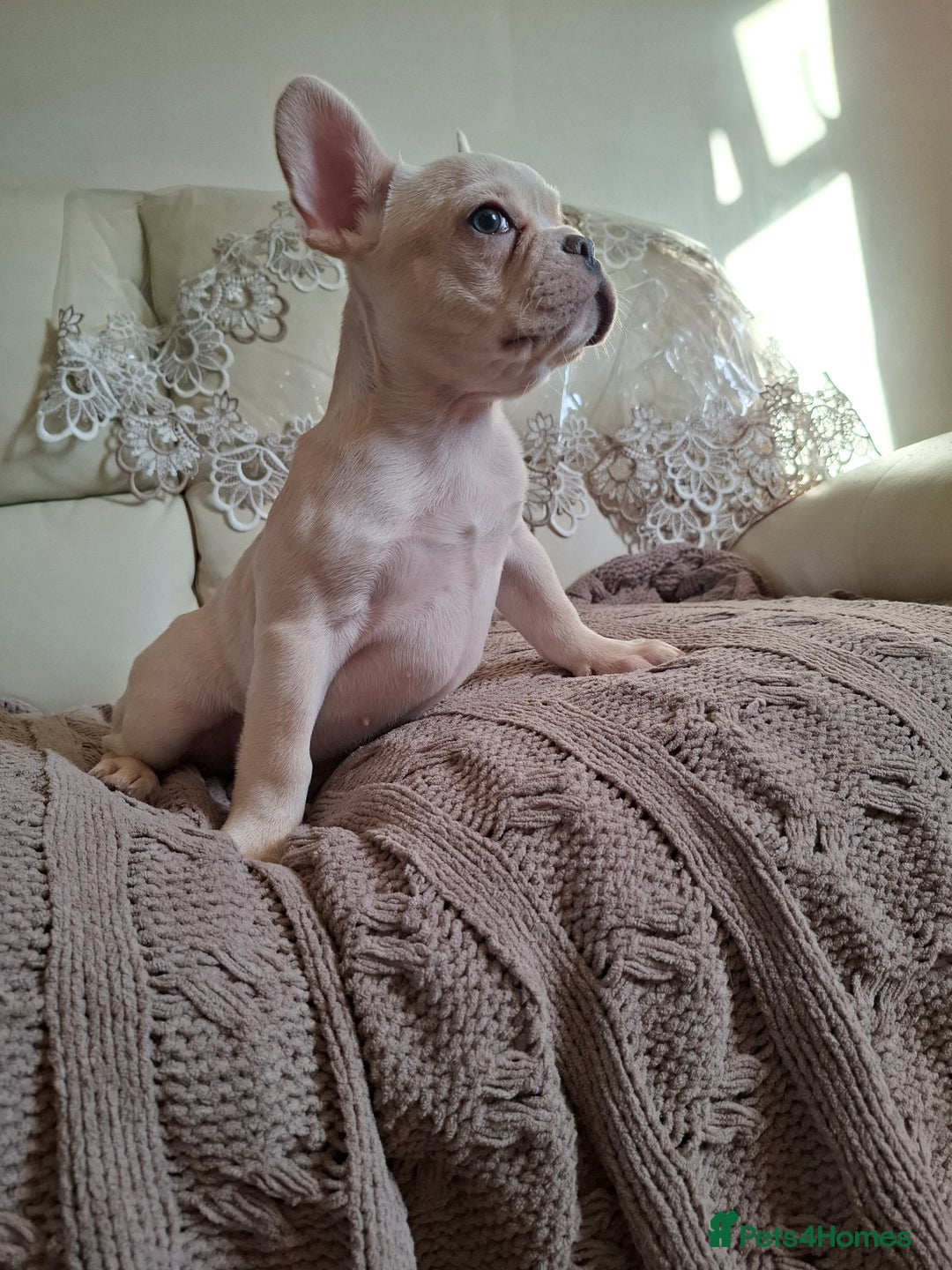 French Bulldog dogs for sale: French bulldog price is negotiable  - Advert 6