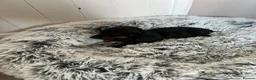 Miniature Dachshund dogs for sale: Miniature dachshund puppies - Advert 14