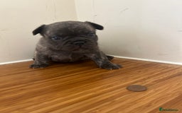 French Bulldog dogs for sale: Fluffy French bulldog puppies  - Image 12
