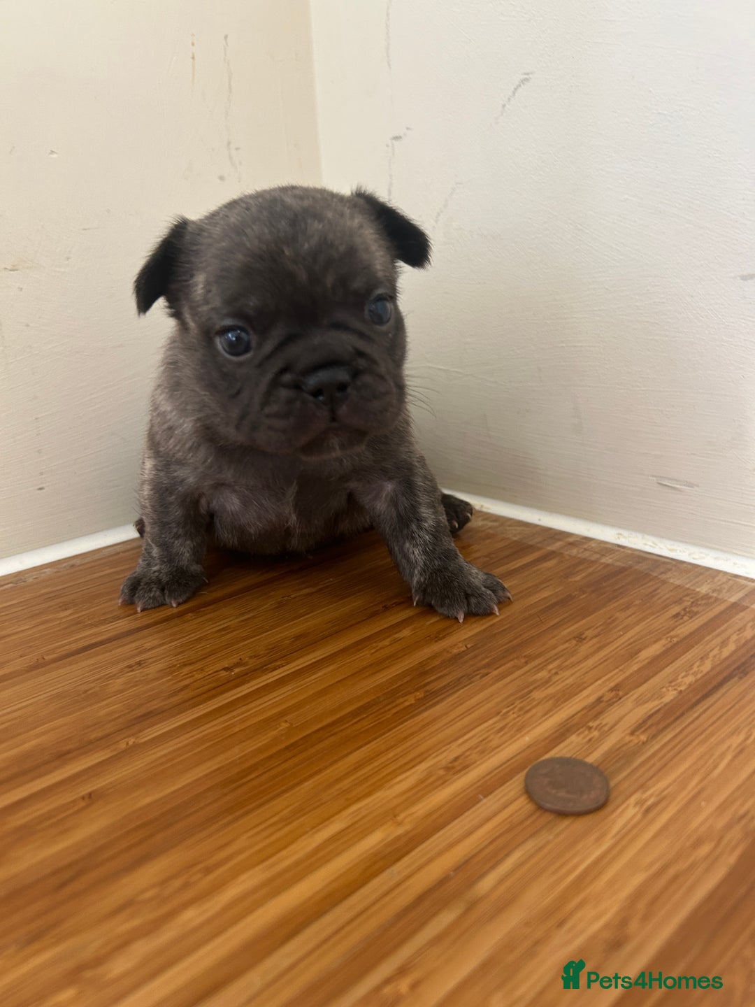 French Bulldog dogs for sale: Fluffy French bulldog puppies  - Image 12