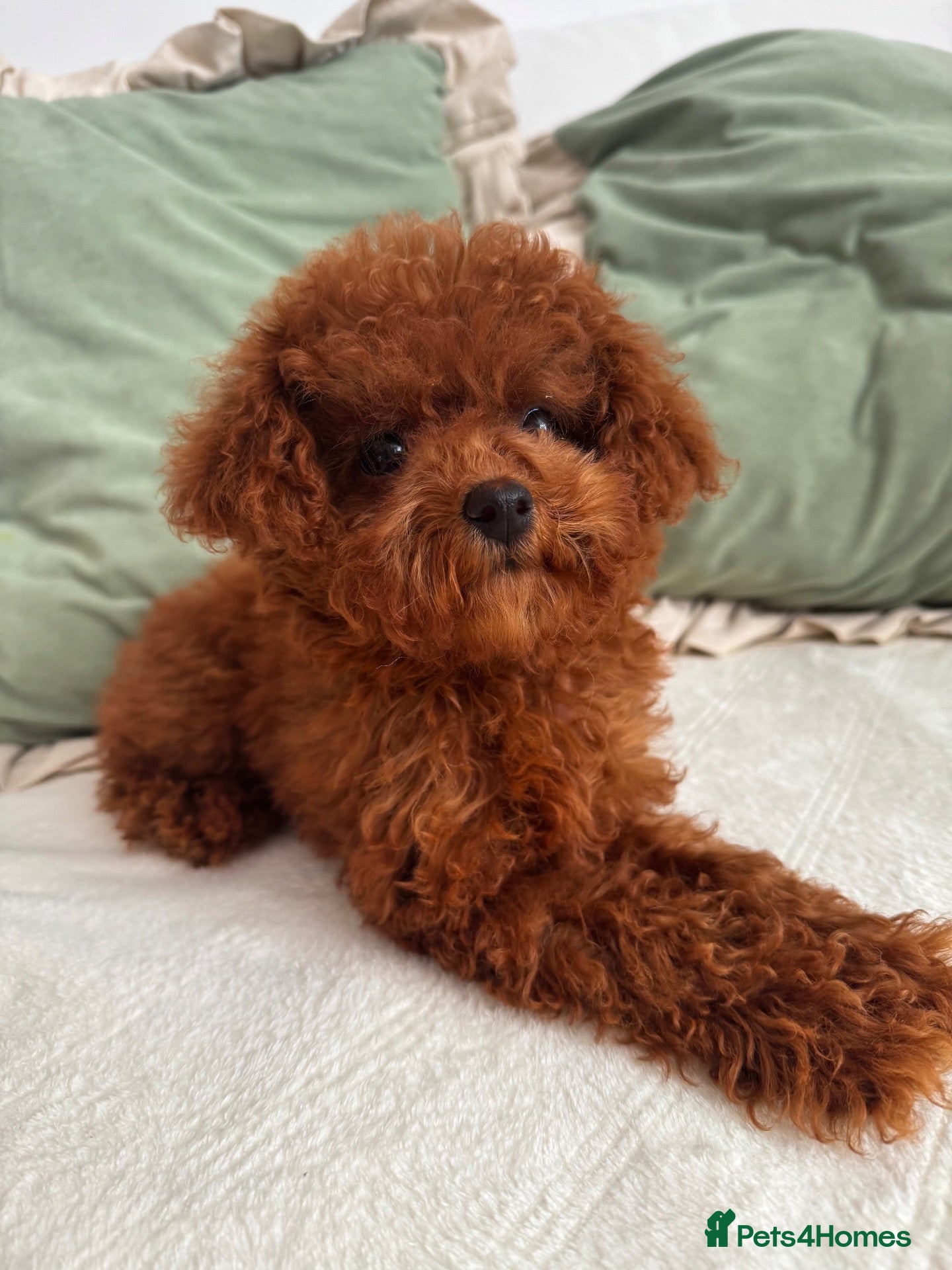 Toy Poodle dogs 🧸Asian Poodle Girl Health Tested Parents🧸 - Advert 1