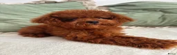 Toy Poodle dogs for sale: 🧸Asian Poodle Girl Health Tested Parents🧸 - Advert 1
