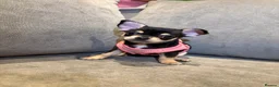 Chihuahua dogs for sale: Beautiful chihuahua puppy  - Advert 7