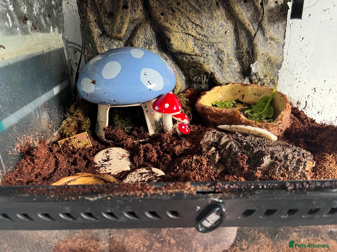 Snails invertebrates for sale: Giant African Land Snail (Lissachatina fulica)  - Advert 4