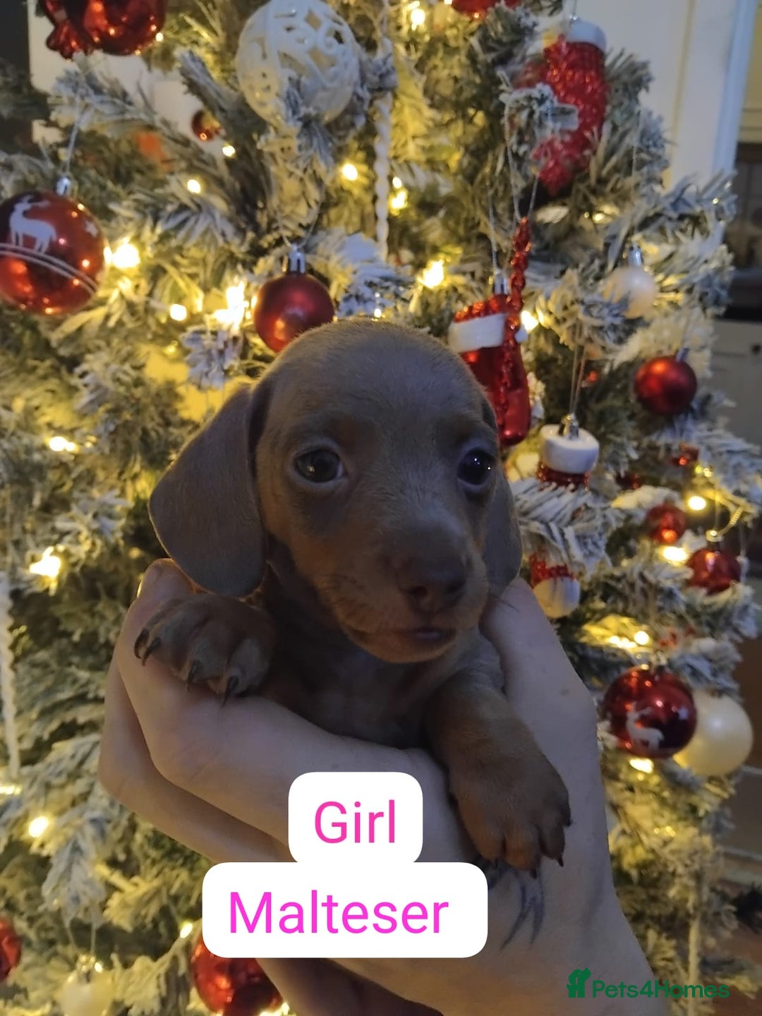 Dachshund dogs for sale: Last 6 stunning boys left. - Advert 4