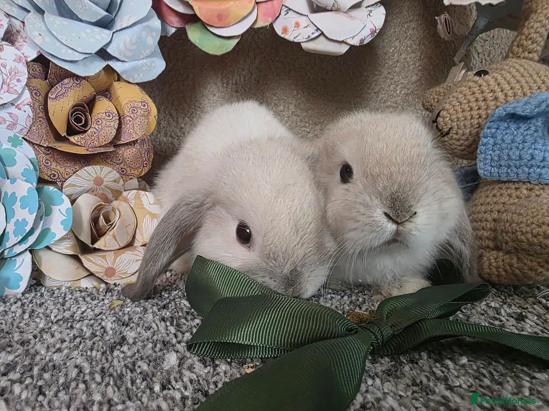 Mini Lop rabbits for sale: Mini Lop - Advert 2