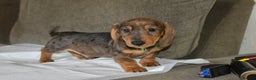 Dachshund dogs for sale: Ready now Wire haired standard x miniture puppy’s  - Advert 22