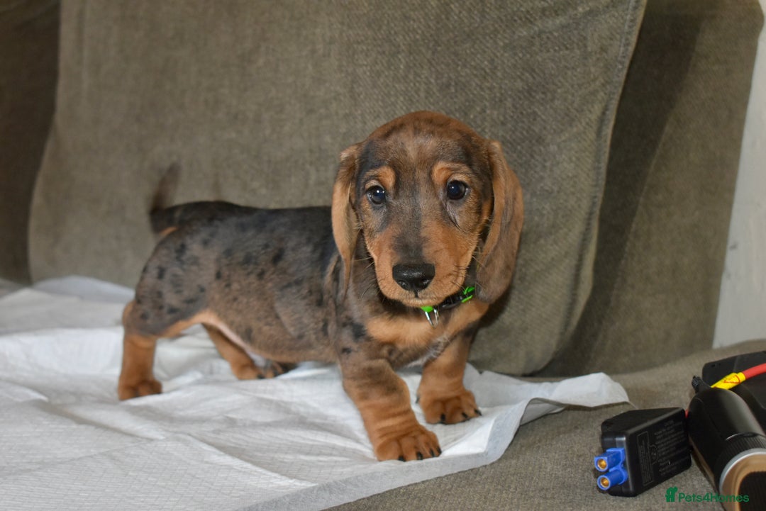 Dachshund dogs for sale: Ready now Wire haired standard x miniture puppy’s  - Advert 22