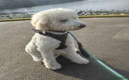 Labradoodle dogs for stud: Labradoole - Image 1