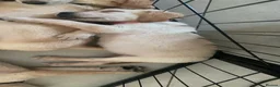 Goldador dogs for sale: Stunning Goldador Puppies - Advert 4