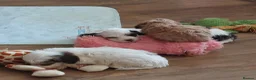 Cockapoo dogs for sale: Reduced - 2 Beautiful Cockapoos.  - Advert 13