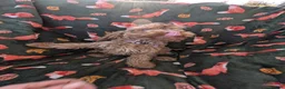 Cockapoo dogs for sale: 🌟 Superb chocolate sable cockapoo pups 🌟 in Maldon - Advert 7