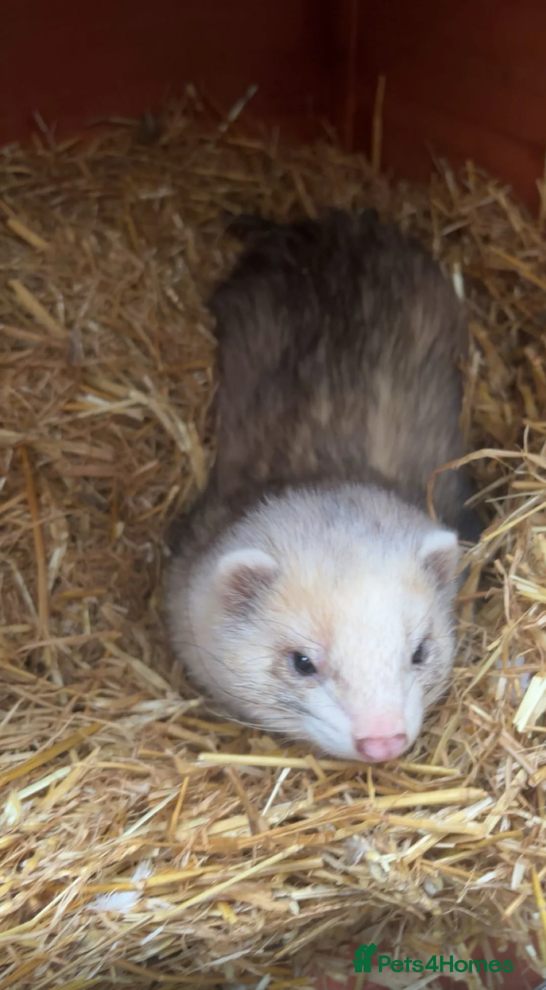 Ferret rodents for sale: hob for stud - Advert 1