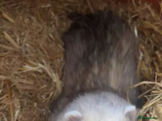 Ferret rodents hob for stud - Advert 1