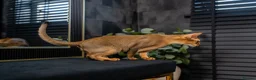 Abyssinian cats for sale: Majestic Abyssinian Boy-READY NOW-Champion Line - Advert 5