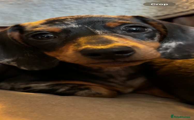 Miniature Dachshund dogs - Advert 14