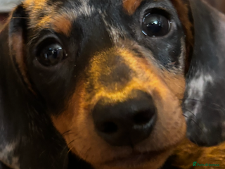 Miniature Dachshund dogs - Advert 4