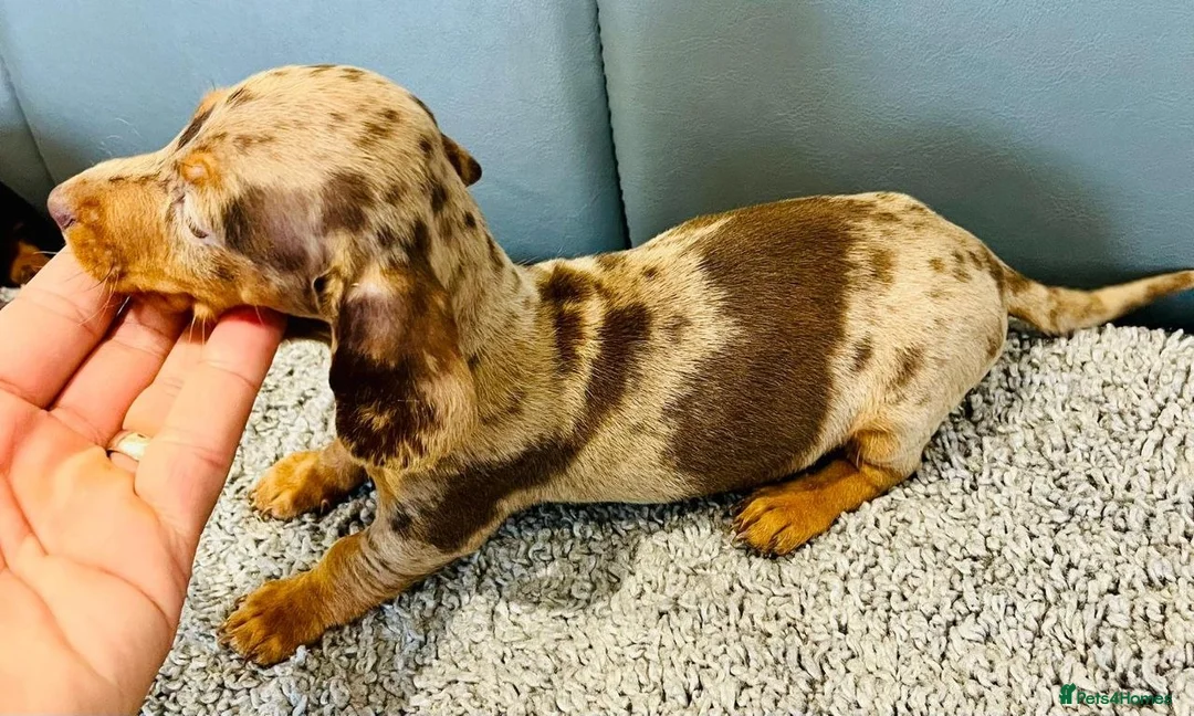 Miniature Dachshund dogs for sale: MINIATURE DACHSHUND PUPPIES in Norwich - Advert 2
