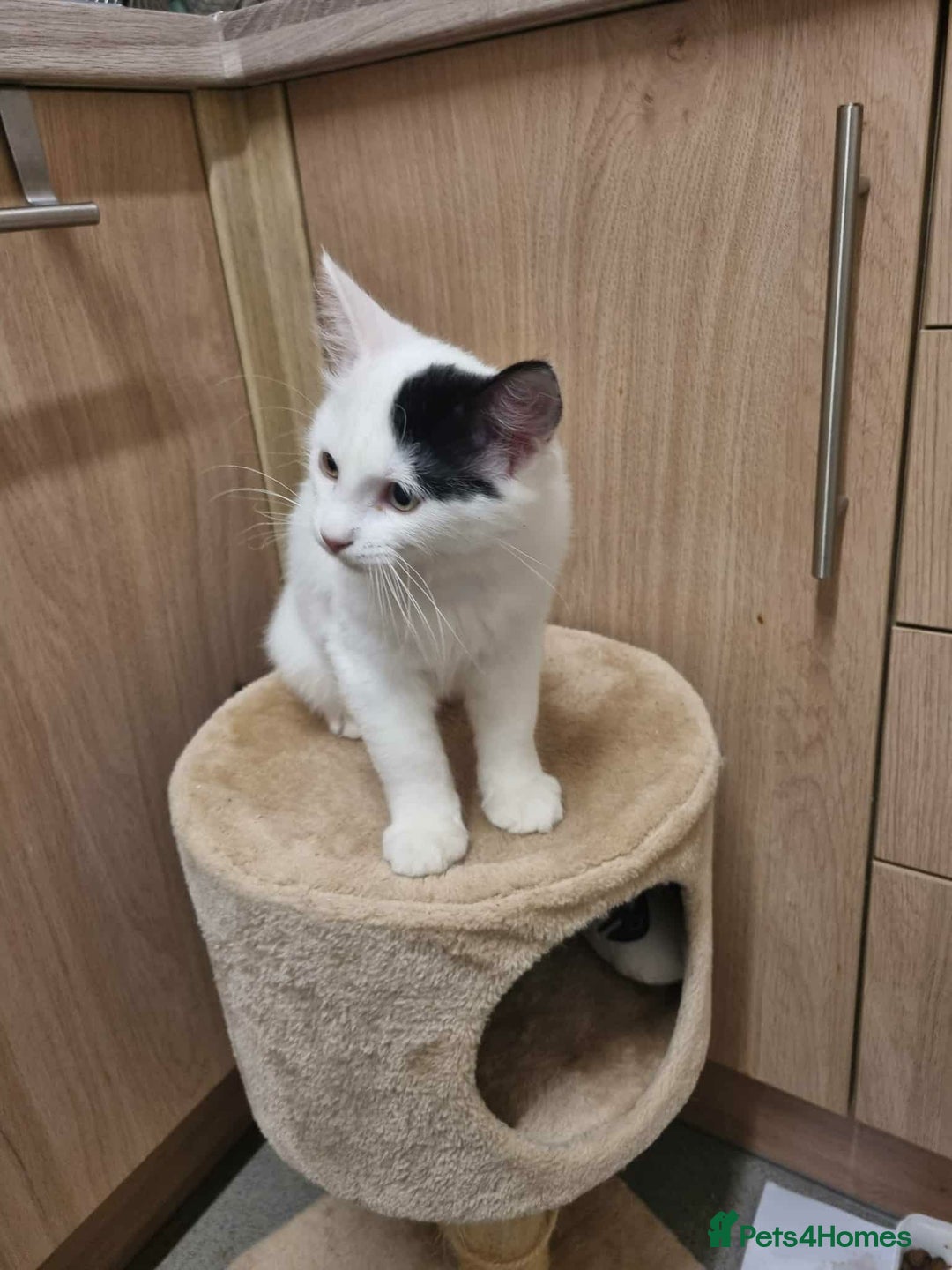 Ragdoll cats for sale: Mix Ragdoll boy  - Advert 4