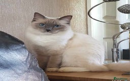 Ragdoll cats for sale: 2 ragdolls for sale - Image 5