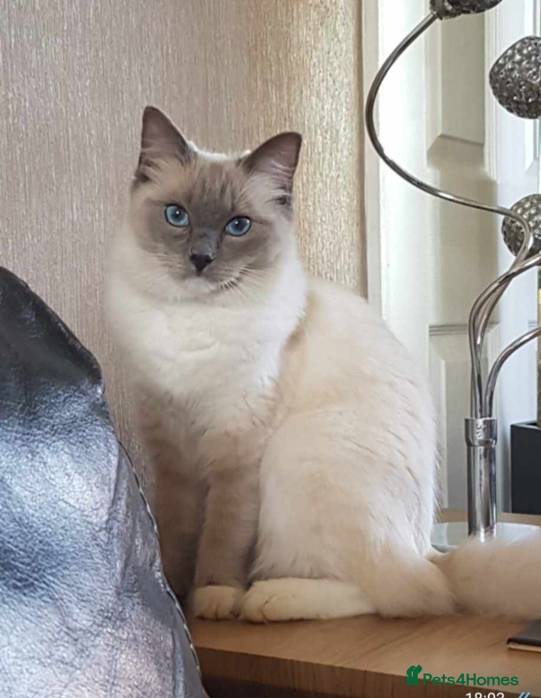 Ragdoll cats for sale: 2 ragdolls for sale - Image 5