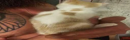 Mixed Breed cats for sale: 1 girl gray and 1 boy kitten white - Advert 4