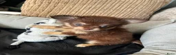 Chihuahua dogs for sale: Chihuahua puppies Russian ancesry with apple head  - Advert 16