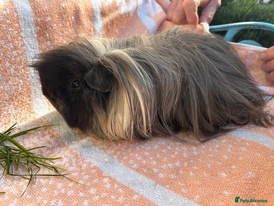 Guinea Pig rodents for sale: Gorgeous Girls  - Image 4