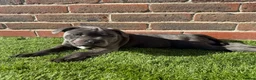 Staffordshire Bull Terrier dogs for sale: Healthy Staffordshire Bull Terrier Puppies – Ready in Woking - Advert 14