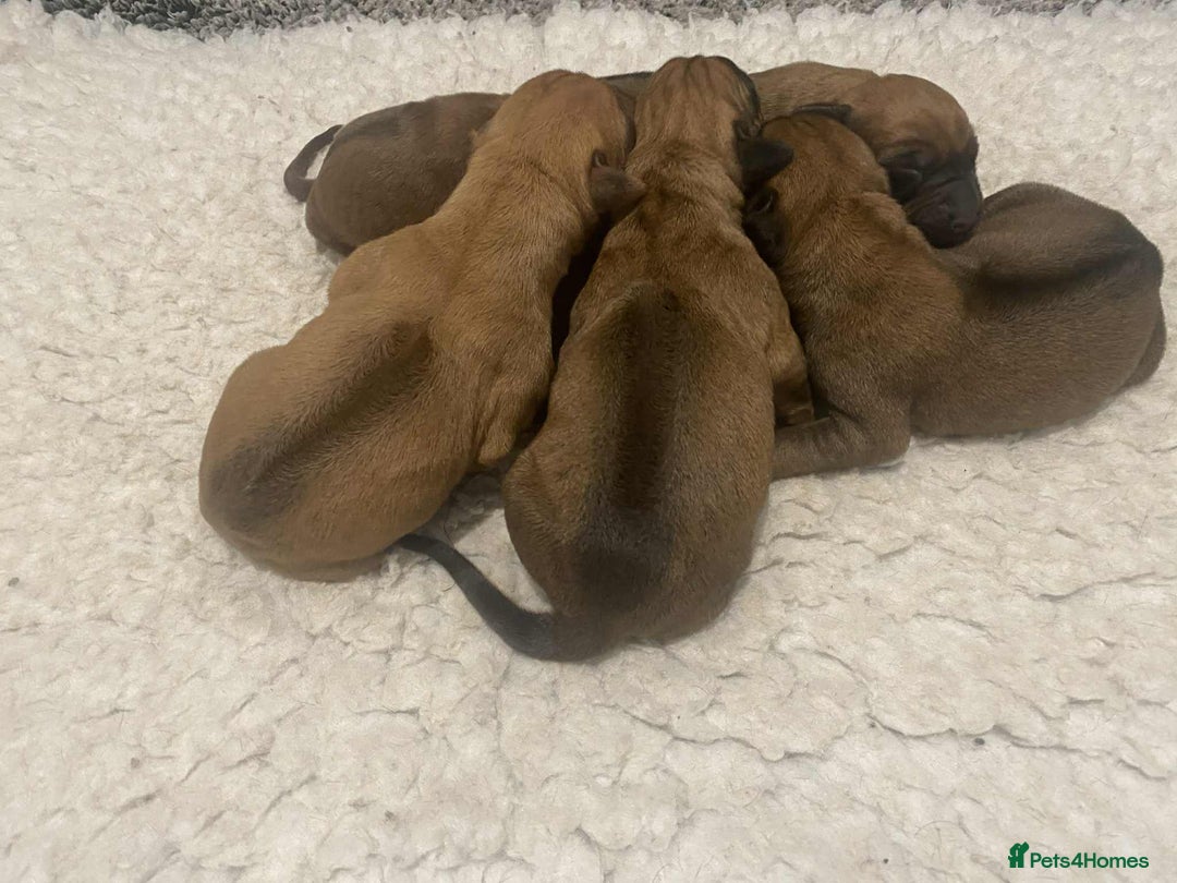 Rhodesian Ridgeback dogs for sale: KC reg Rhodesian Ridgeback puppies - Image 6