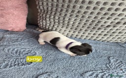 Jack Russell dogs for sale: Jack russell puppies - Image 8