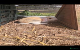 Mini Lop rabbits for sale: 5 Mini lops available  - Image 6