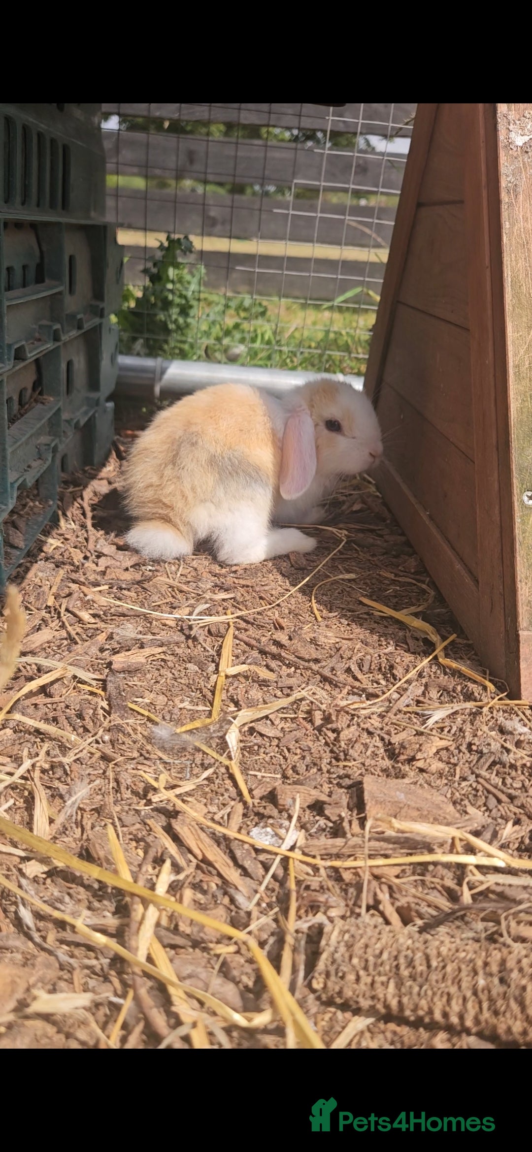 Mini Lop rabbits for sale: 5 Mini lops available  - Image 6