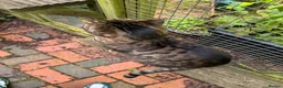 Bengal cats for sale: Full Bengal Brown Rosetted Female - Mia (Mims) - Advert 11