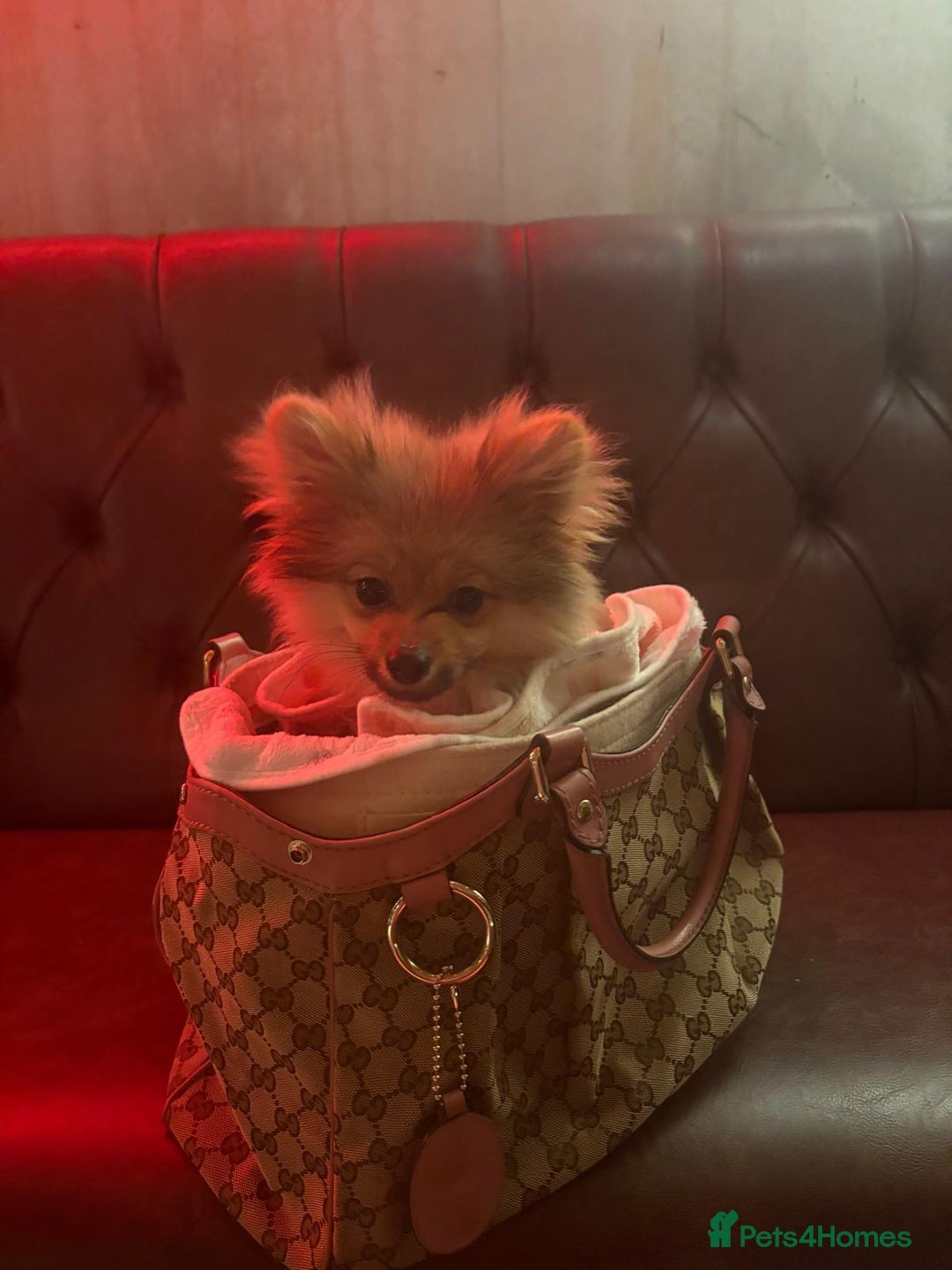 Pomeranian dogs for sale: Pomeranian male - Advert 3