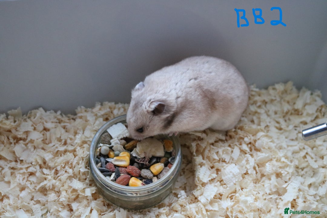 Hamster rodents for sale: Young Syrian Hamsters - Image 5