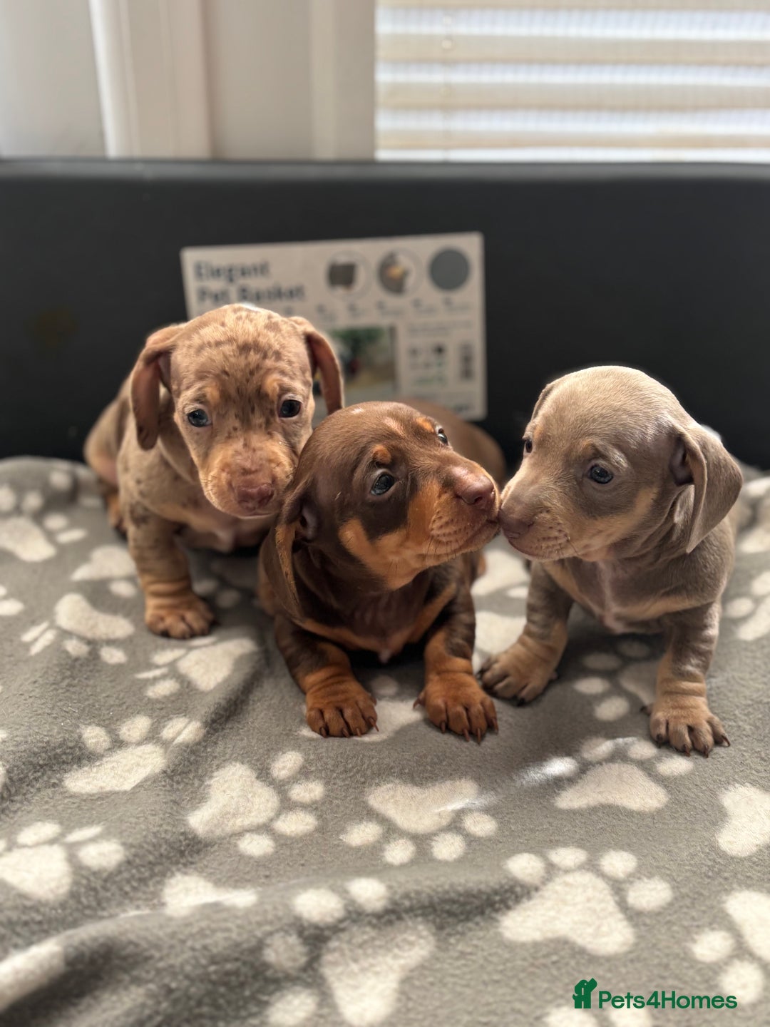 Miniature Dachshund dogs for sale: Beautiful KC Reg Miniature Dachshund Pups - Image 3