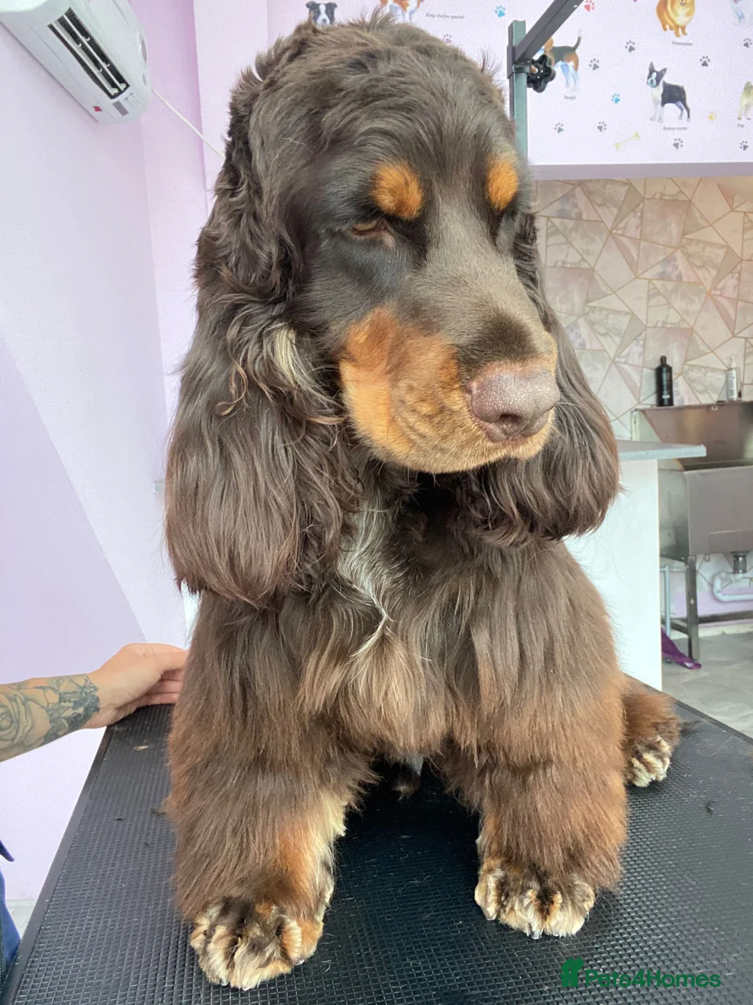 Cocker Spaniel dogs for stud: Kc reg.  ,,PROVEN,, Show Type cockerspaniel  in Morecambe - Advert 4