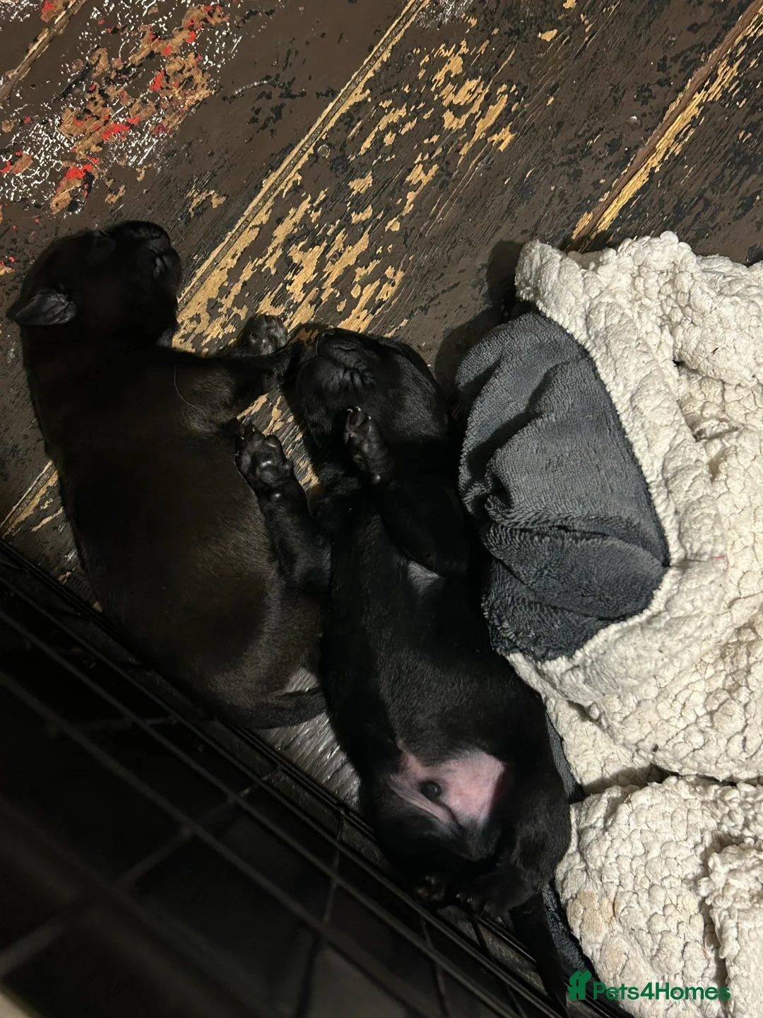 Mixed Breed dogs for sale: Staffrador puppies - Advert 2