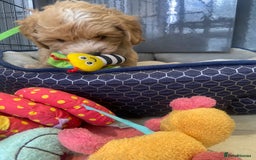Maltipoo dogs for sale: Beautiful, health tested maltipoos  - Image 19