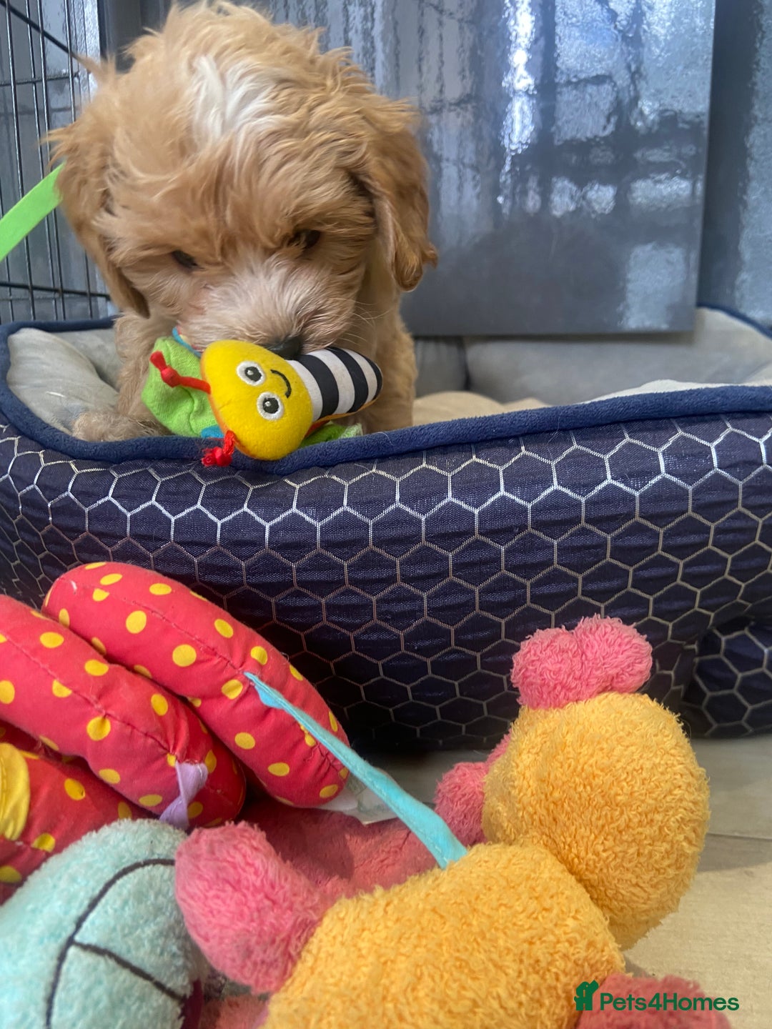 Maltipoo dogs for sale: Beautiful, health tested maltipoos  - Image 19