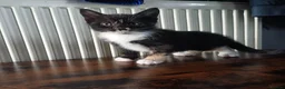 Mixed Breed cats for sale: 4 Girls and 1 boy😍😍 - Advert 13