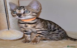 Bengal cats for sale: Bengal Kittens Tica Registered  - Image 7