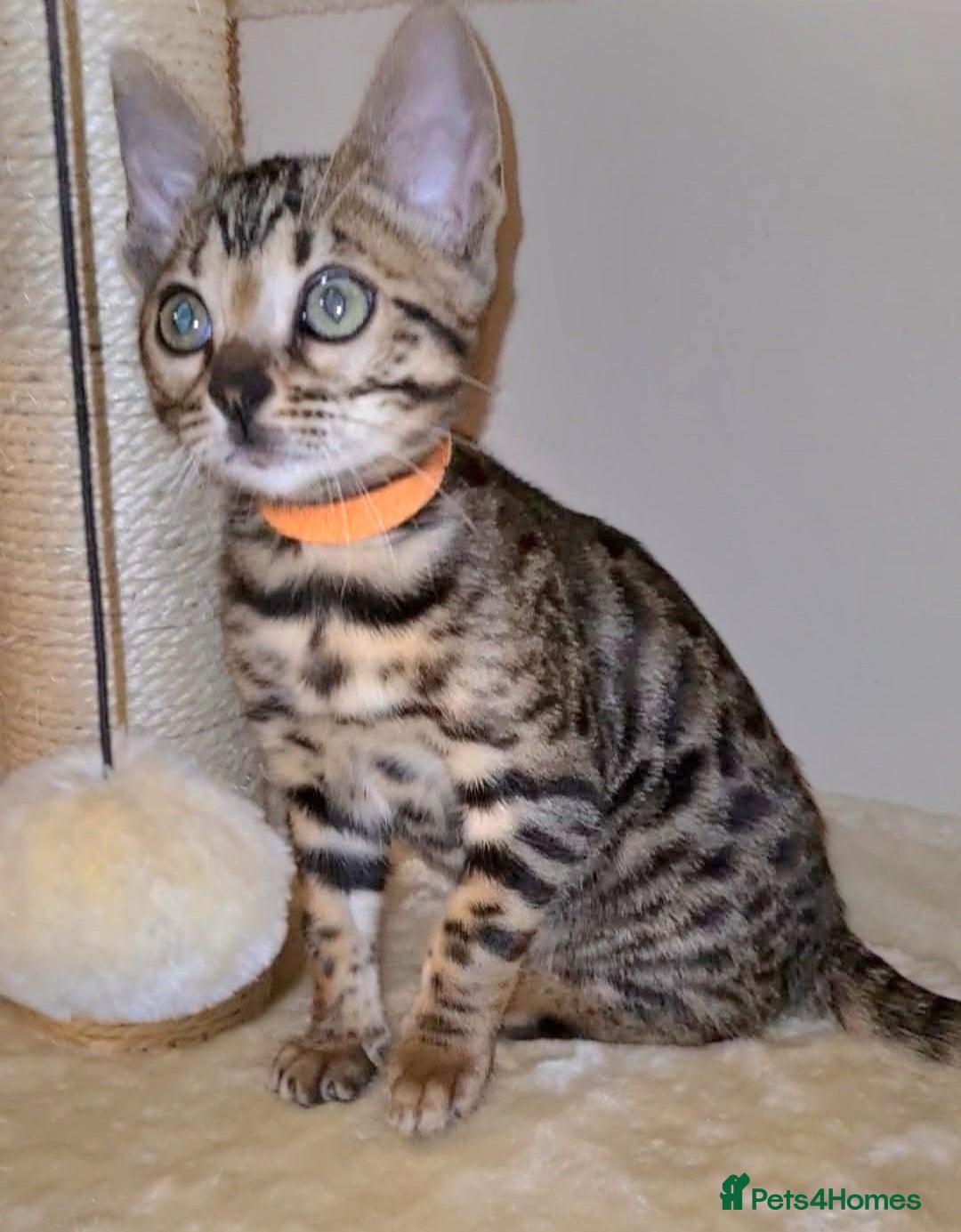 Bengal cats for sale: Bengal Kittens Tica Registered  - Image 7